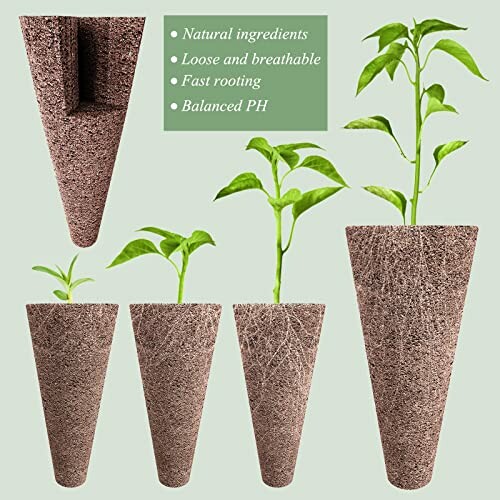 Biodegradable plant starter pots with growing seedlings.