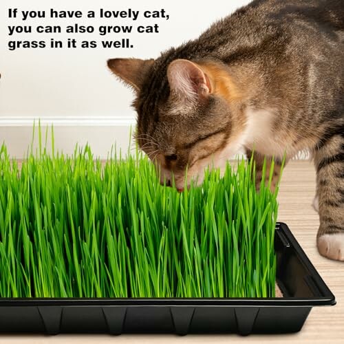 Cat eating grass from a tray indoors.