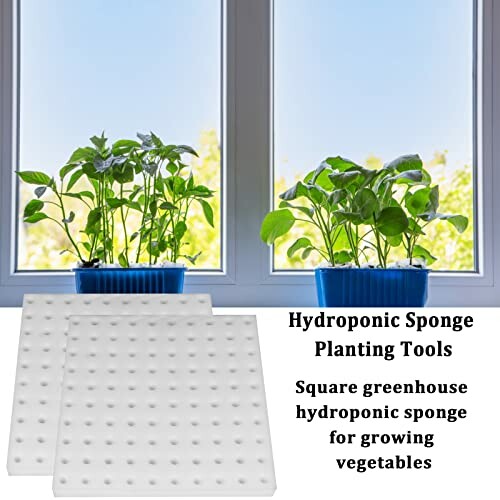 Hydroponic sponges and plants by a window.