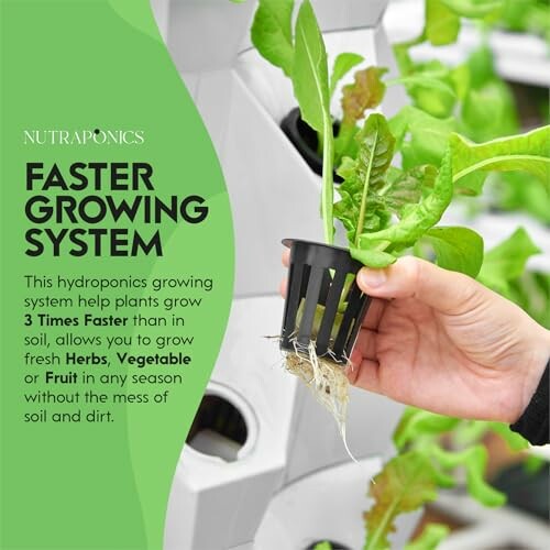 Hydroponics system with plants growing in containers.