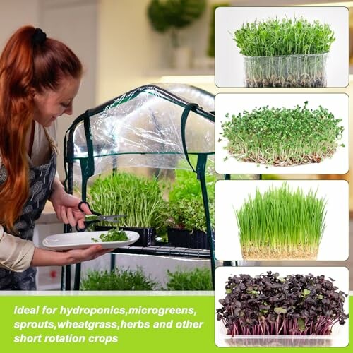 Woman harvesting microgreens from an indoor gardening setup with various types of sprouts and herbs.