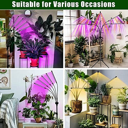 Four images showing plants under grow lights indoors.