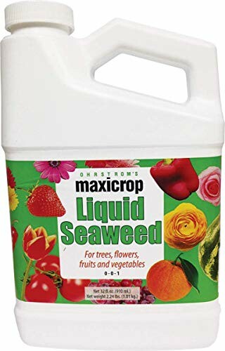 Maxicrop liquid seaweed fertilizer bottle