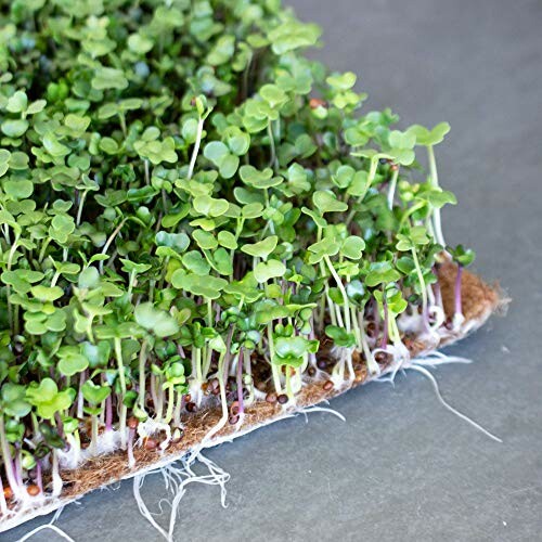 Close-up of microgreens growing on a mat