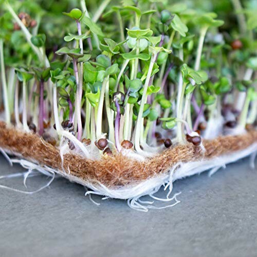 Close-up of microgreens growing in soil