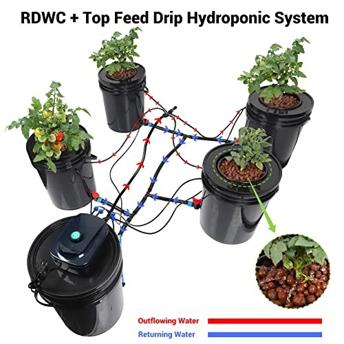 Diagram of RDWC top feed drip hydroponic system with plants in buckets.