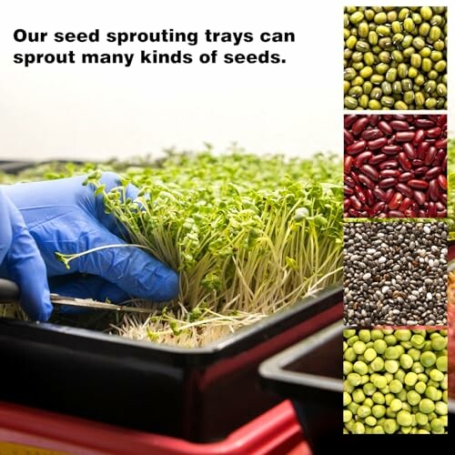 Seed sprouting trays with various seeds and sprouts.