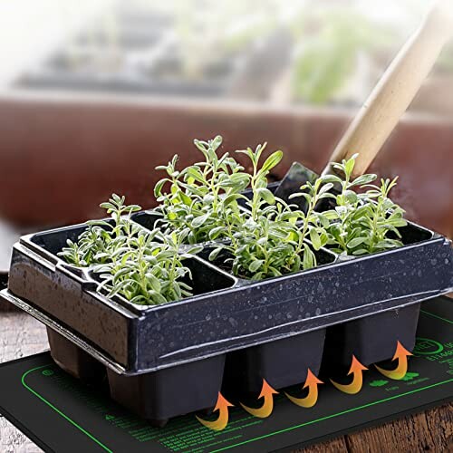 Seedling tray on heating mat with growing plants.