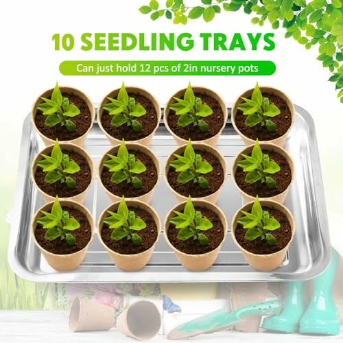 Twelve small potted seedlings on a tray with green plants in the background.