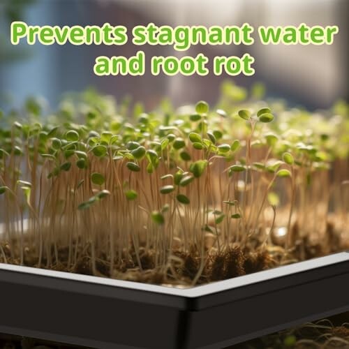 Close-up of seedlings with text about preventing root rot