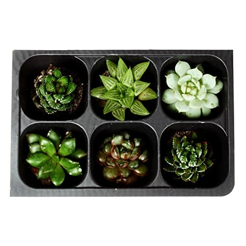 Tray of six assorted succulent plants.