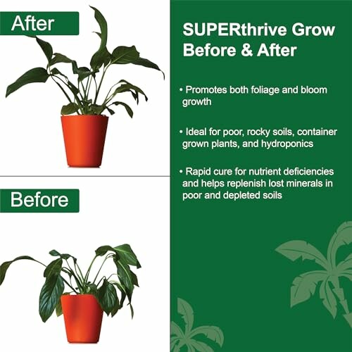 Comparison of plant health before and after using SUPERthrive.